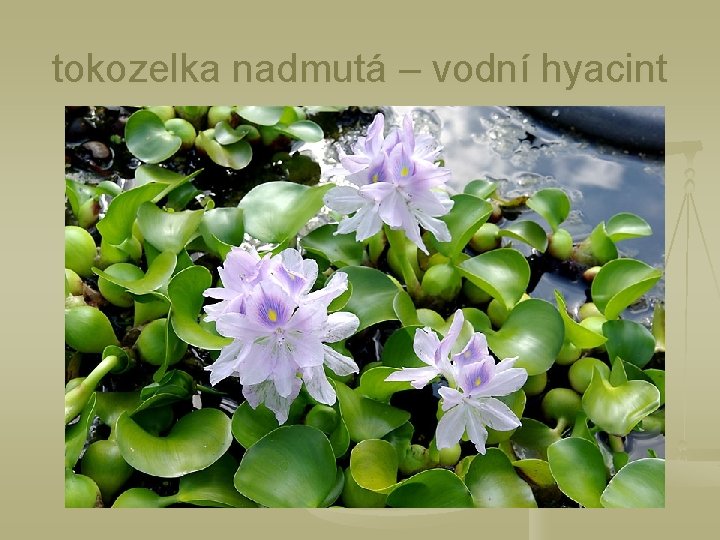 tokozelka nadmutá – vodní hyacint 