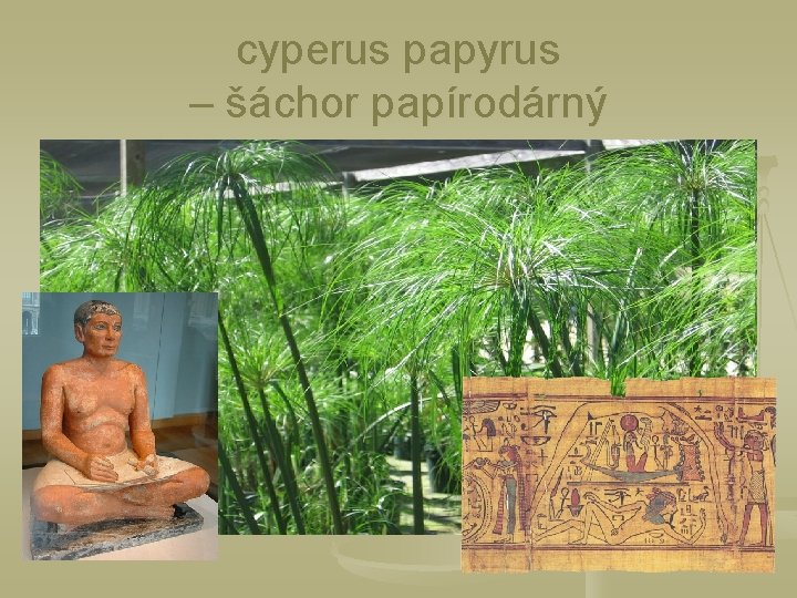 cyperus papyrus – šáchor papírodárný 