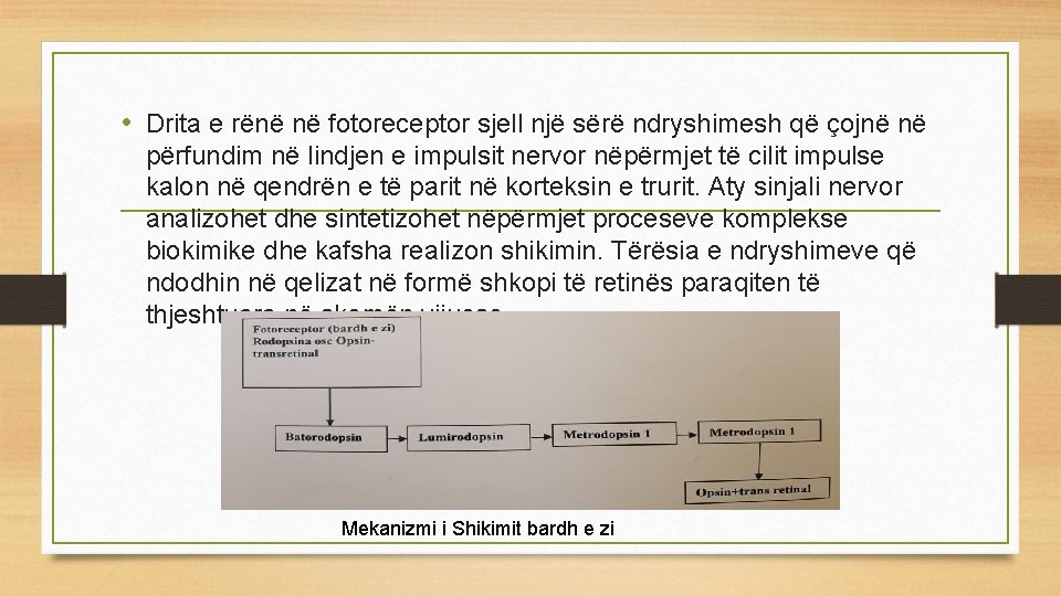  • Drita e rënë në fotoreceptor sjell një sërë ndryshimesh që çojnë në