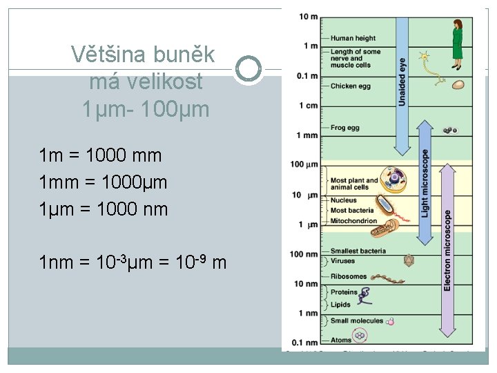 Většina buněk má velikost 1μm- 100μm 1 m = 1000 mm 1 mm =