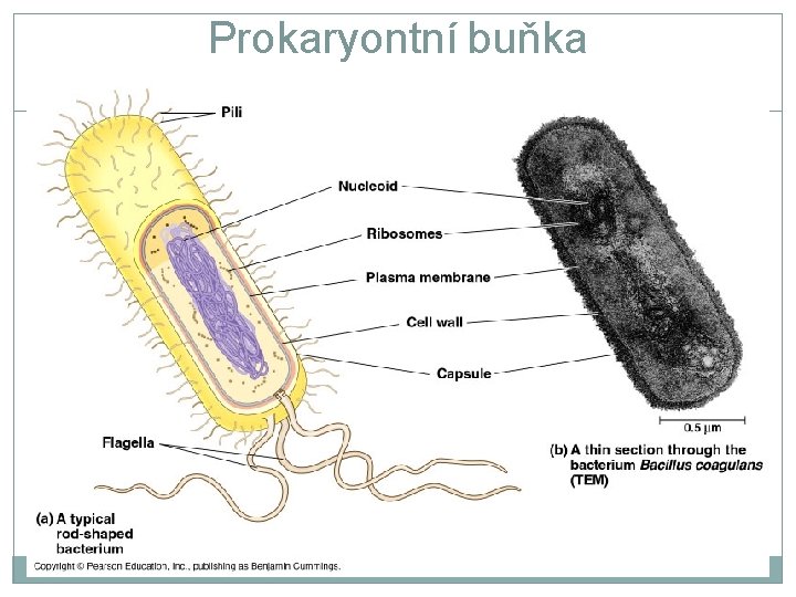 Prokaryontní buňka 