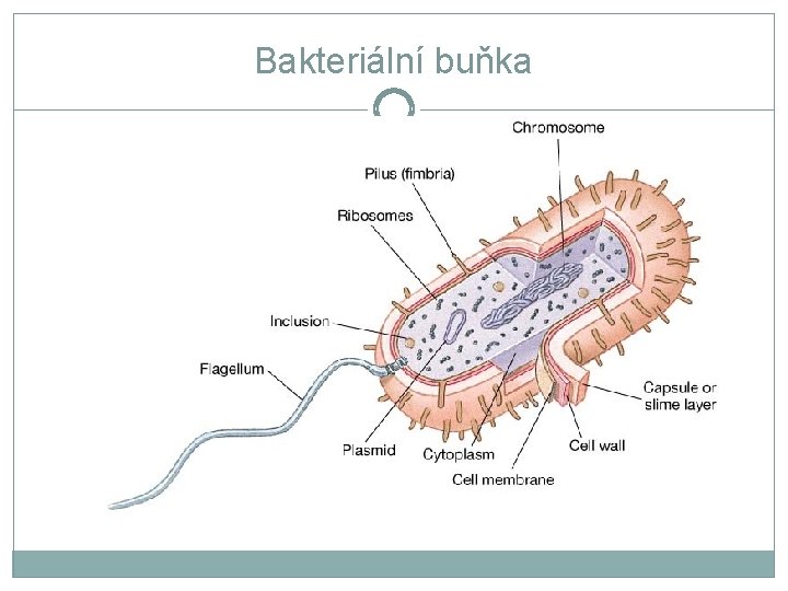 Bakteriální buňka 