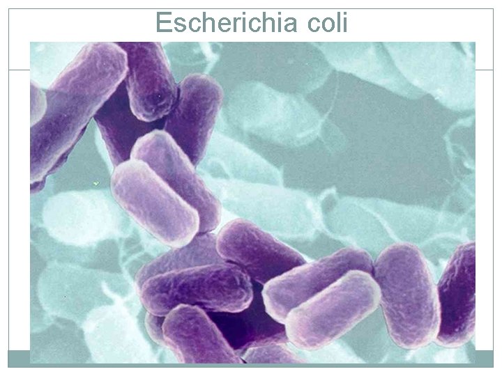 Escherichia coli 