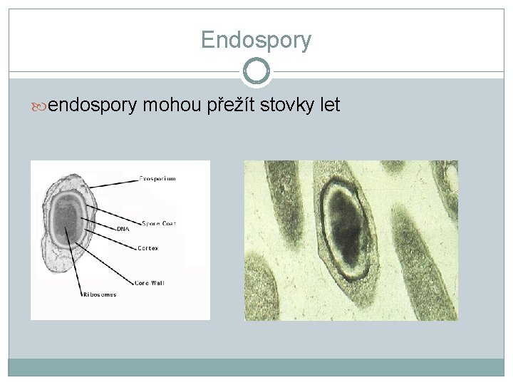 Endospory endospory mohou přežít stovky let 