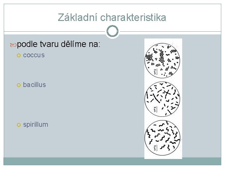 Základní charakteristika podle tvaru dělíme na: coccus bacillus spirillum 