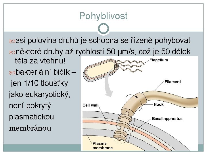 Pohyblivost asi polovina druhů je schopna se řízeně pohybovat některé druhy až rychlostí 50