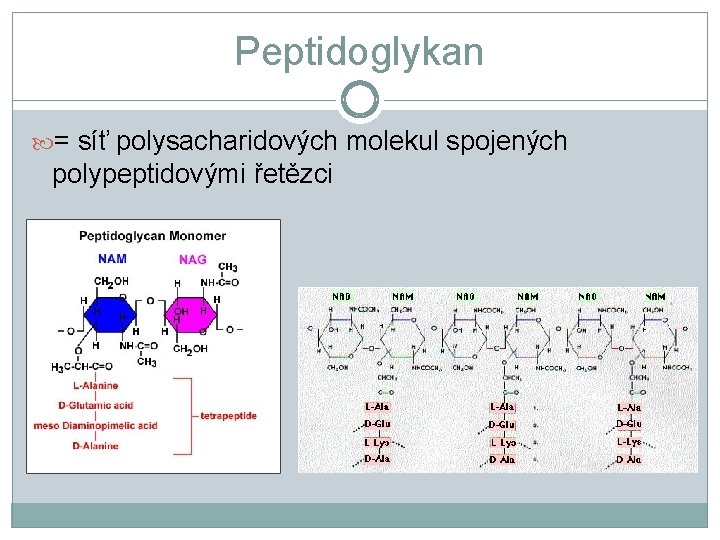 Peptidoglykan = síť polysacharidových molekul spojených polypeptidovými řetězci 