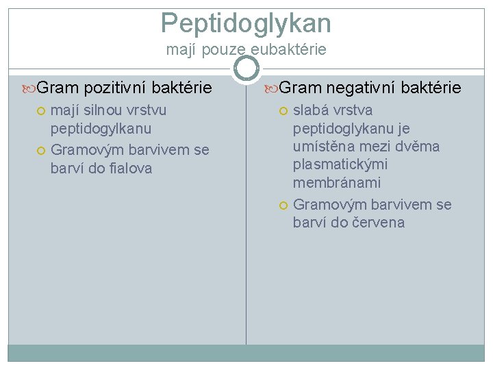 Peptidoglykan mají pouze eubaktérie Gram pozitivní baktérie mají silnou vrstvu peptidogylkanu Gramovým barvivem se