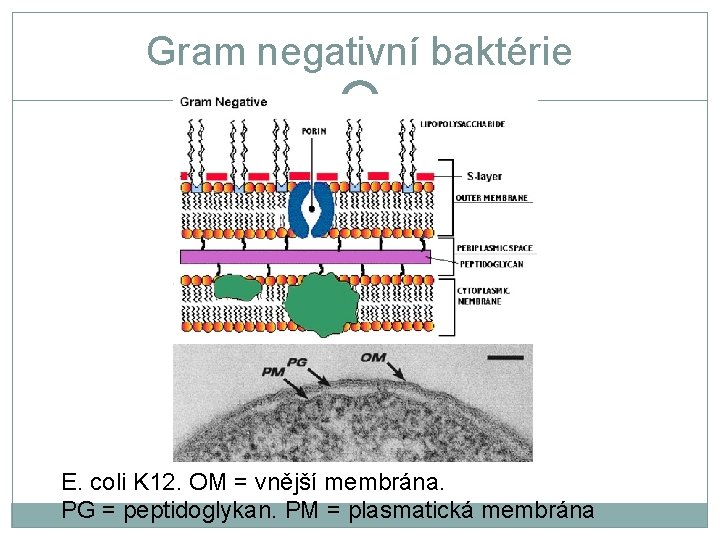 Gram negativní baktérie E. coli K 12. OM = vnější membrána. PG = peptidoglykan.