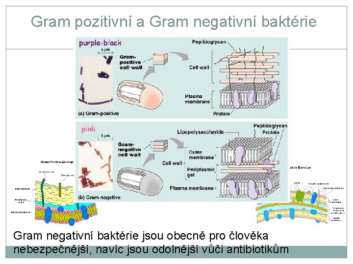 Gram pozitivní a Gram negativní baktérie jsou obecně pro člověka nebezpečnější, navíc jsou odolnější