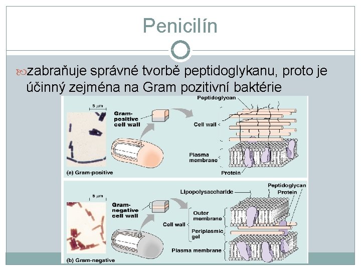 Penicilín zabraňuje správné tvorbě peptidoglykanu, proto je účinný zejména na Gram pozitivní baktérie 
