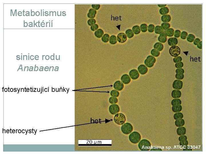 Metabolismus baktérií sinice rodu Anabaena fotosyntetizující buňky heterocysty 