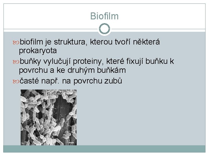 Biofilm biofilm je struktura, kterou tvoří některá prokaryota buňky vylučují proteiny, které fixují buňku