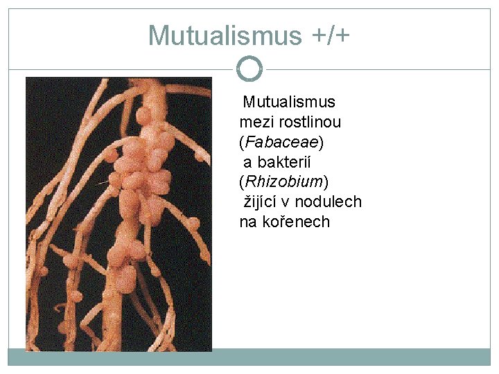 Mutualismus +/+ Mutualismus mezi rostlinou (Fabaceae) a bakterií (Rhizobium) žijící v nodulech na kořenech