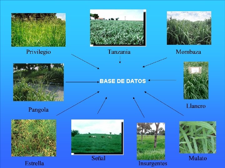 BASE DE DATOS 