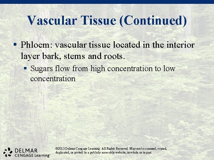 Vascular Tissue (Continued) § Phloem: vascular tissue located in the interior layer bark, stems