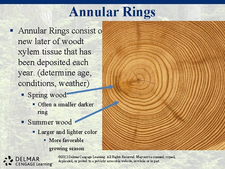 Annular Rings § Annular Rings consist of new later of woodt xylem tissue that