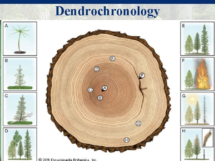 Dendrochronology © 2013 Delmar Cengage Learning. All Rights Reserved. May not be scanned, copied,