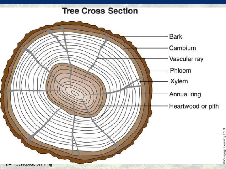 © 2013 Delmar Cengage Learning. All Rights Reserved. May not be scanned, copied, duplicated,