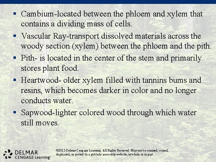 § Cambium-located between the phloem and xylem that contains a dividing mass of cells.