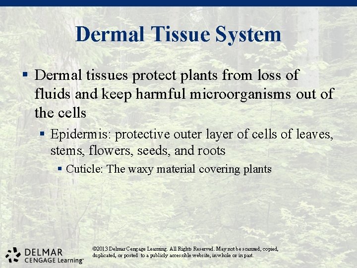 Dermal Tissue System § Dermal tissues protect plants from loss of fluids and keep