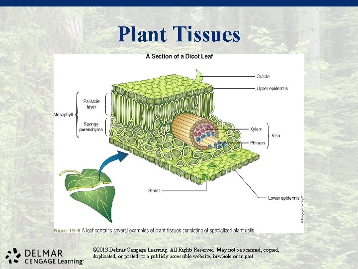 Plant Tissues © 2013 Delmar Cengage Learning. All Rights Reserved. May not be scanned,