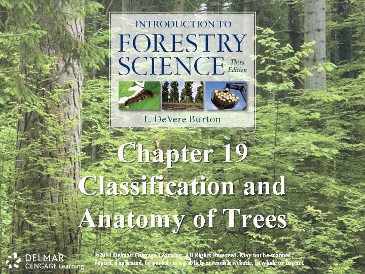 Chapter 19 Classification and Anatomy of Trees © 2013 Delmar Cengage Learning. All Rights