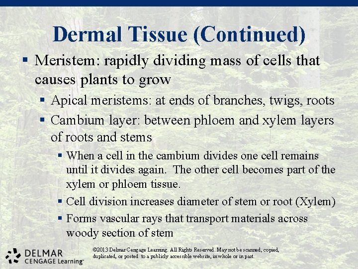 Dermal Tissue (Continued) § Meristem: rapidly dividing mass of cells that causes plants to