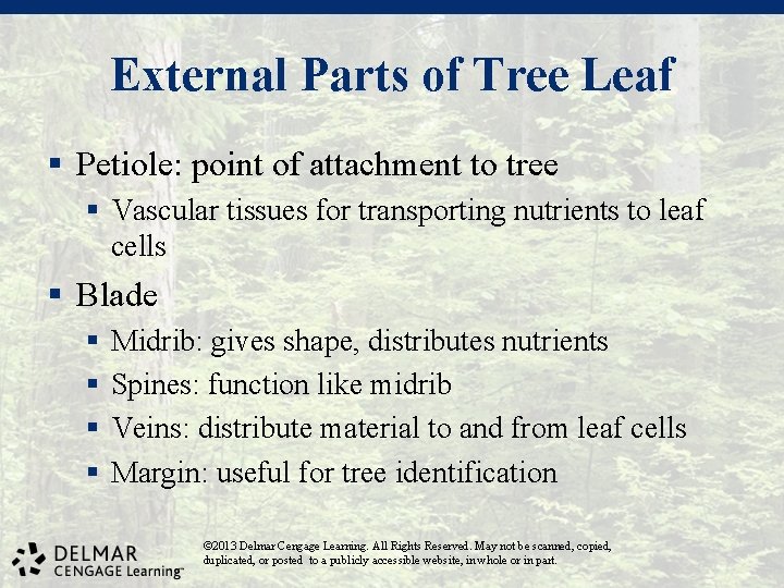 External Parts of Tree Leaf § Petiole: point of attachment to tree § Vascular