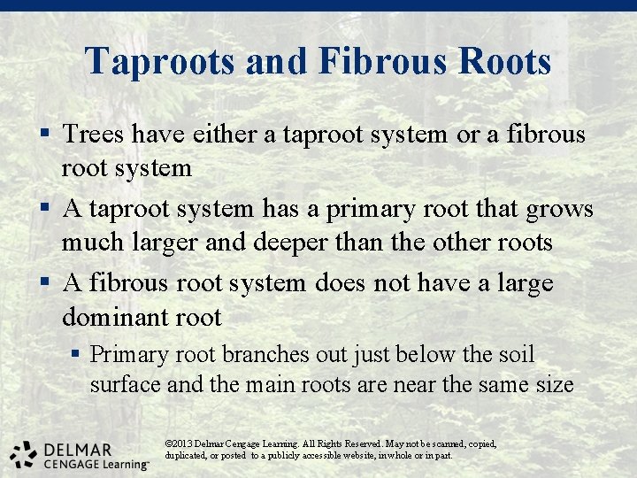 Taproots and Fibrous Roots § Trees have either a taproot system or a fibrous