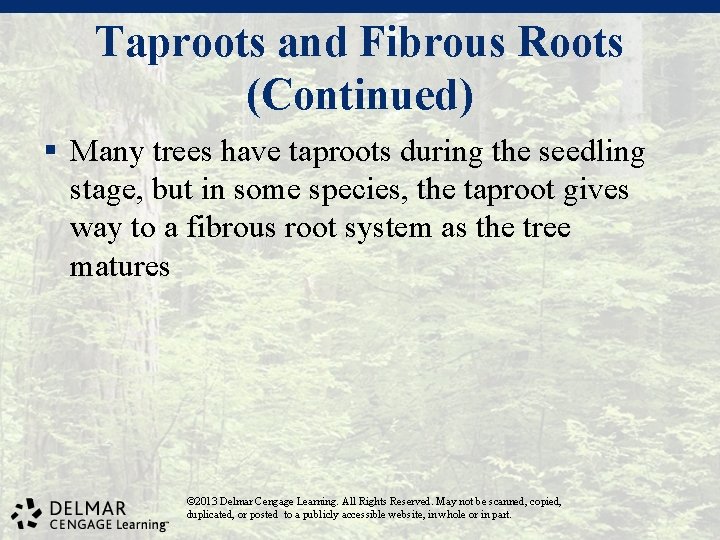 Taproots and Fibrous Roots (Continued) § Many trees have taproots during the seedling stage,