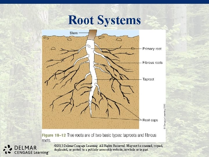 Root Systems © 2013 Delmar Cengage Learning. All Rights Reserved. May not be scanned,