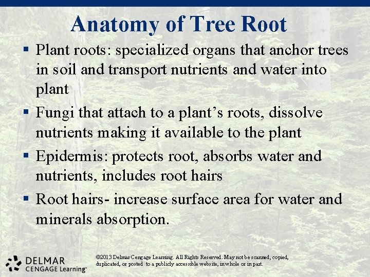 Anatomy of Tree Root § Plant roots: specialized organs that anchor trees in soil