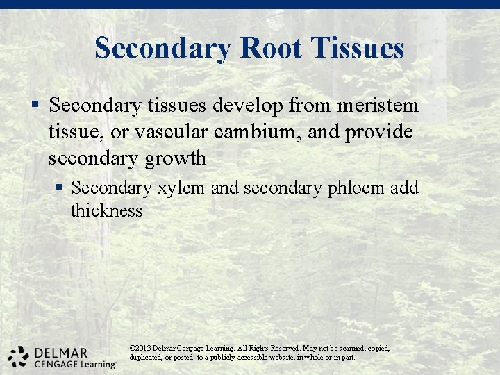 Secondary Root Tissues § Secondary tissues develop from meristem tissue, or vascular cambium, and