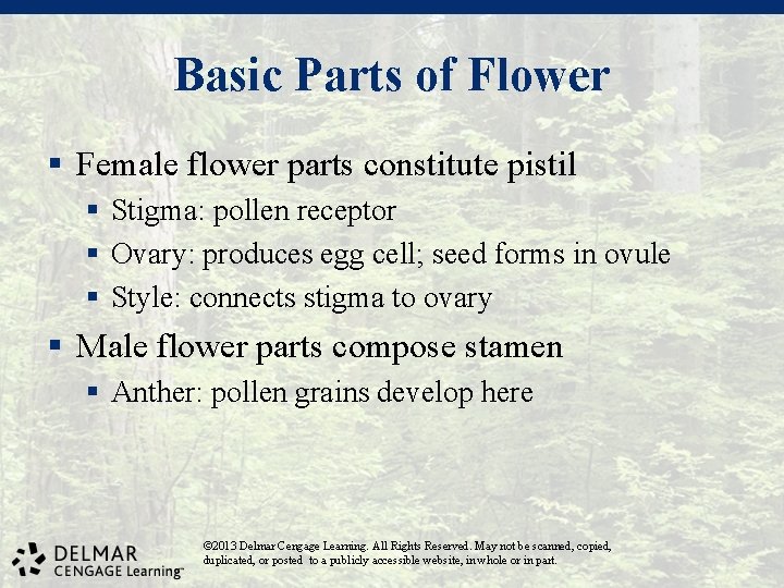 Basic Parts of Flower § Female flower parts constitute pistil § Stigma: pollen receptor