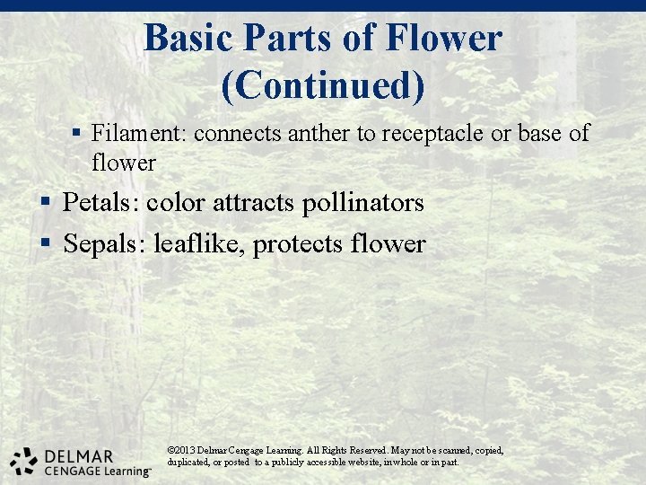 Basic Parts of Flower (Continued) § Filament: connects anther to receptacle or base of