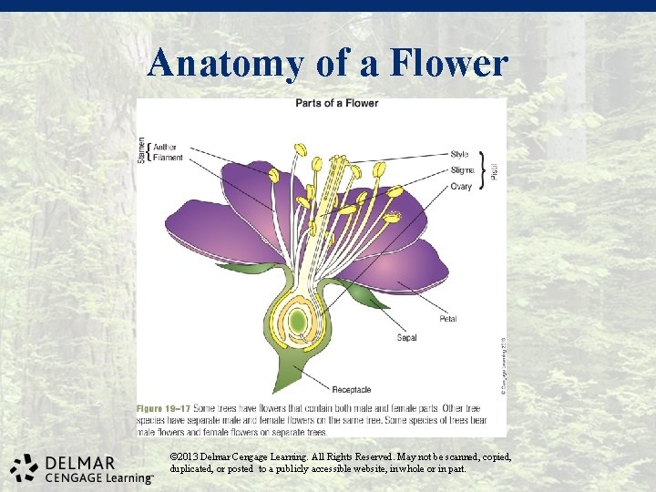 Anatomy of a Flower © 2013 Delmar Cengage Learning. All Rights Reserved. May not