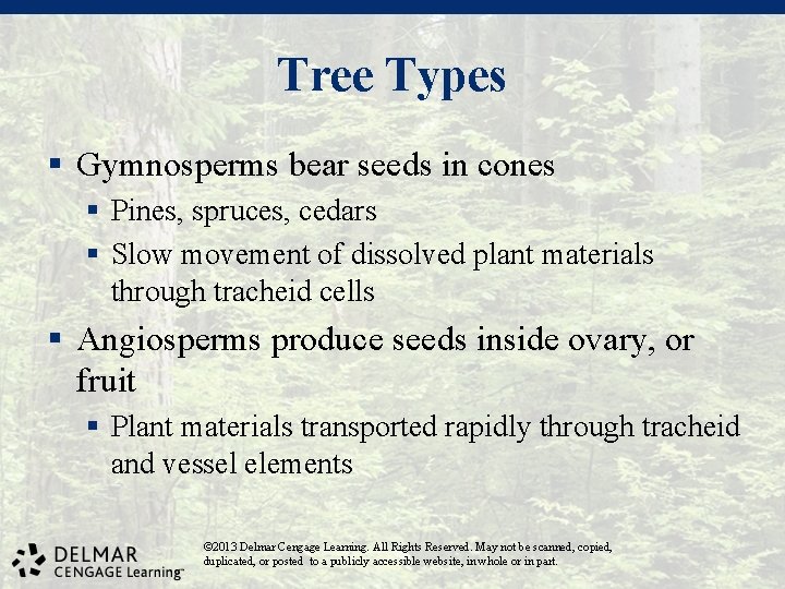 Tree Types § Gymnosperms bear seeds in cones § Pines, spruces, cedars § Slow
