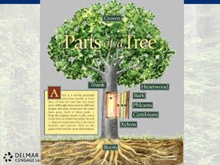 © 2013 Delmar Cengage Learning. All Rights Reserved. May not be scanned, copied, duplicated,