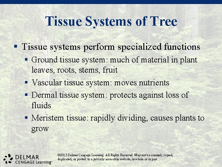 Tissue Systems of Tree § Tissue systems perform specialized functions § Ground tissue system: