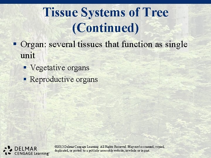 Tissue Systems of Tree (Continued) § Organ: several tissues that function as single unit