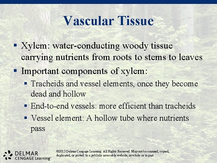 Vascular Tissue § Xylem: water-conducting woody tissue carrying nutrients from roots to stems to