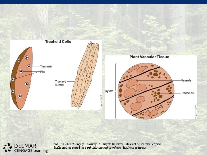 © 2013 Delmar Cengage Learning. All Rights Reserved. May not be scanned, copied, duplicated,
