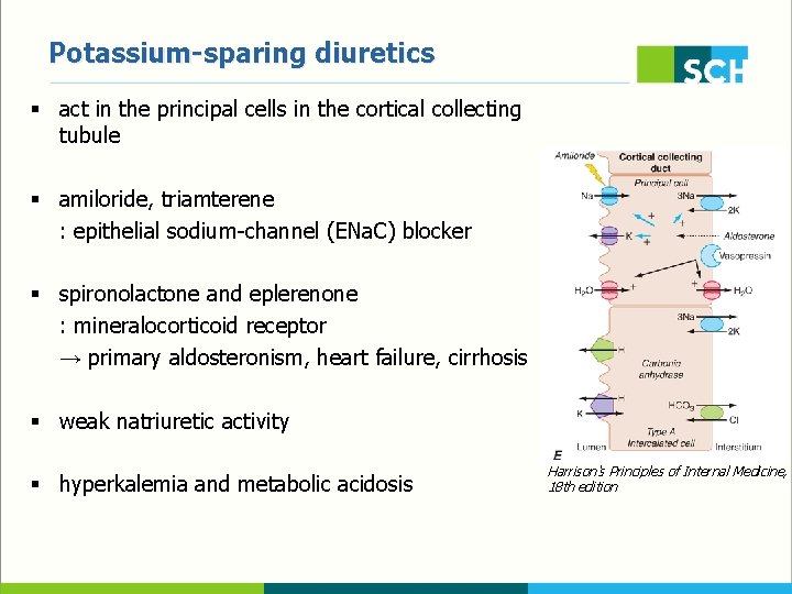 Potassium-sparing diuretics § act in the principal cells in the cortical collecting tubule §