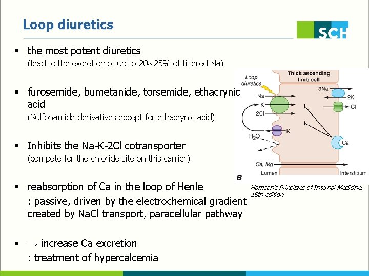 Loop diuretics § the most potent diuretics (lead to the excretion of up to