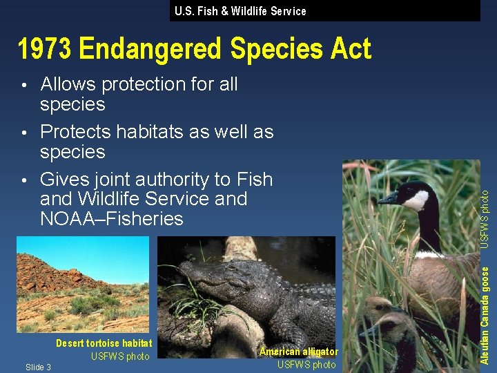 U. S. Fish & Wildlife Service 1973 Endangered Species Act Allows protection for all