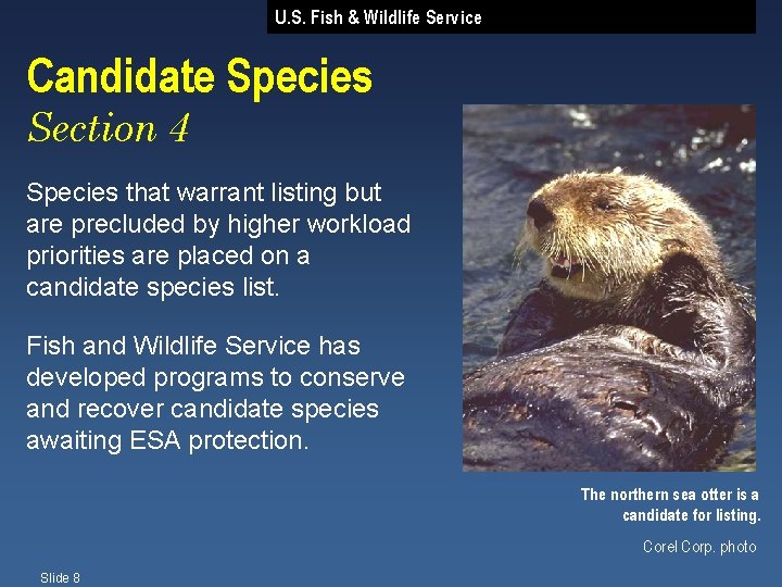 U. S. Fish & Wildlife Service Candidate Species Section 4 Species that warrant listing