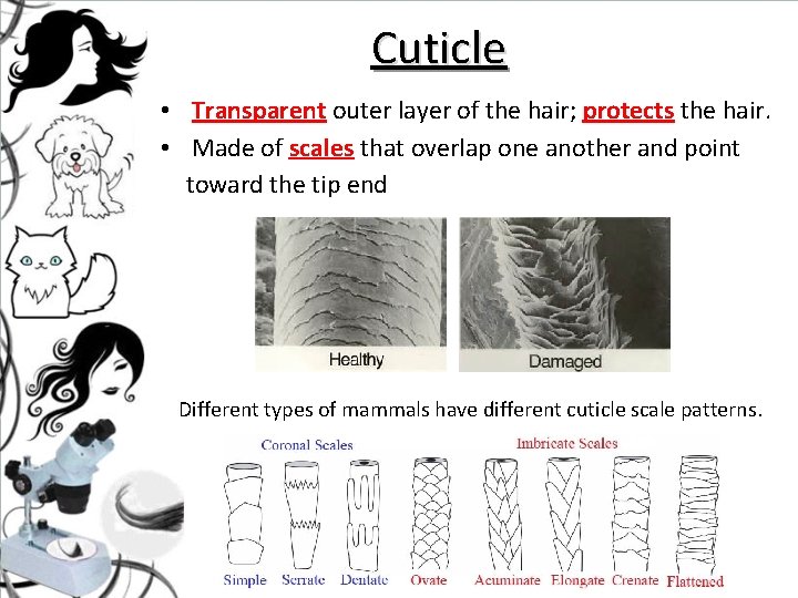 Cuticle • Transparent outer layer of the hair; protects the hair. • Made of