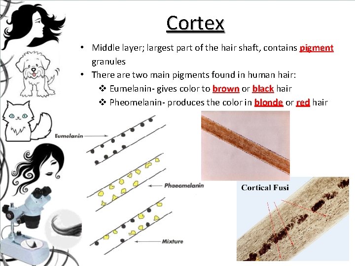 Cortex • Middle layer; largest part of the hair shaft, contains pigment granules •