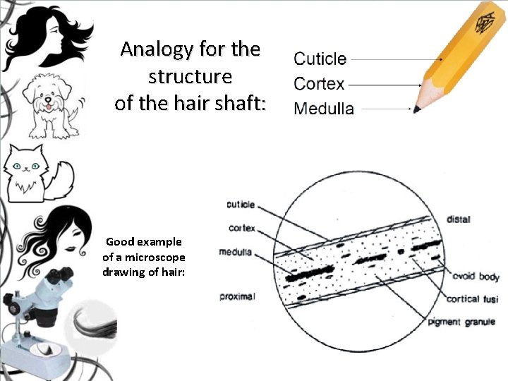 Analogy for the structure of the hair shaft: Good example of a microscope drawing